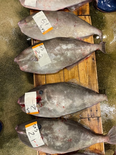 ウスバハギ1kg上約7kg(定置)