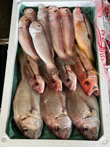 鮮魚BOX約5kg(底曳)