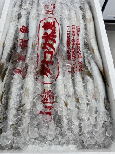 ホンカマス20入約4.15kg(巻網)
