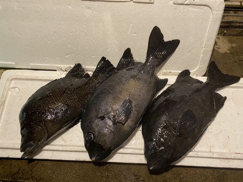 神経〆鮮魚BOX3入約7.3kg(銛突)
