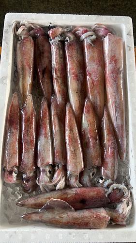 ケンサキイカ15入約3kg(定置)