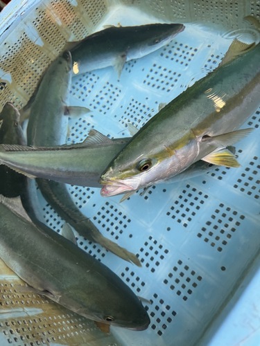 神経〆ツバス6入約7kg(釣)