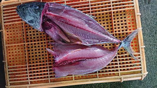 メジマグロ6入約7.5kg(巻網)