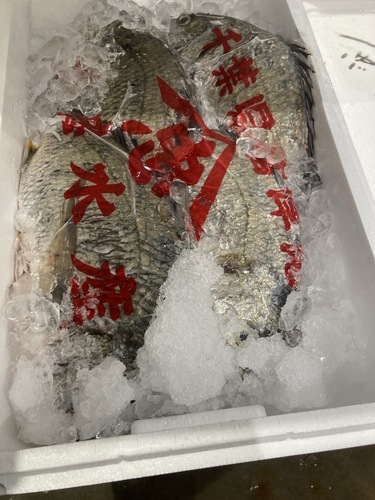 キビレ(沿岸)