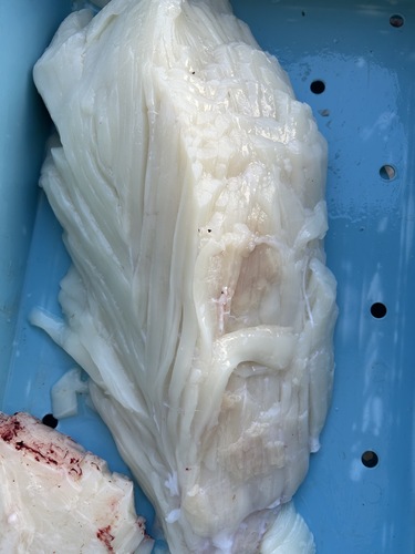 マンボウ約5kg(沿岸)