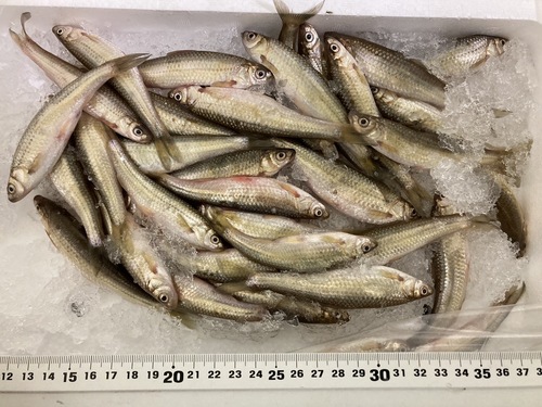 ホンモロコ約500kg(沿岸)