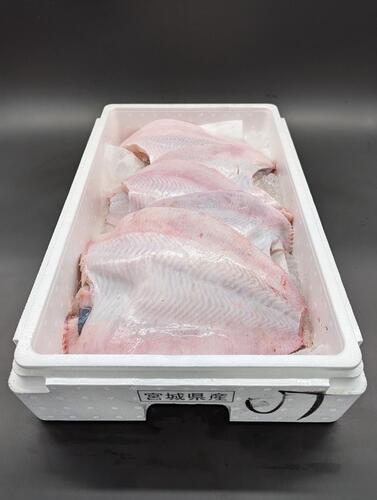 サメガレイ5入約5kg(底曳)