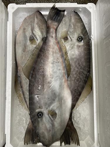 ウスバハギ(定置)