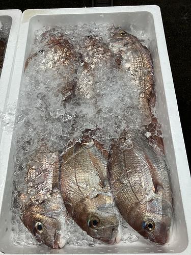 マダイ6入約5kg