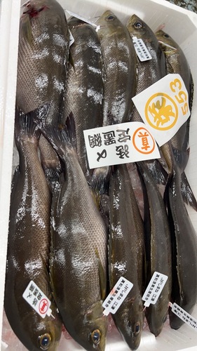 活〆イサキ8入約5kg(定置)