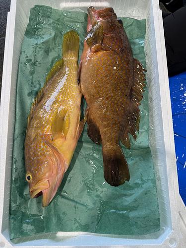 活〆キジハタ(アコウ)2入約2kg(釣)