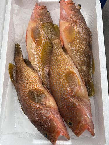 活〆キジハタ(アコウ)4入約3.6kg(釣)