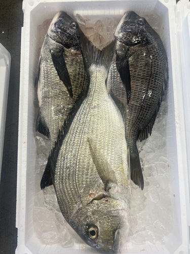 鮮魚BOX約4.2kg(定置)