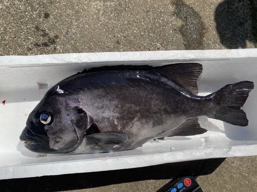 活〆イシダイ1入約4kg(銛突)