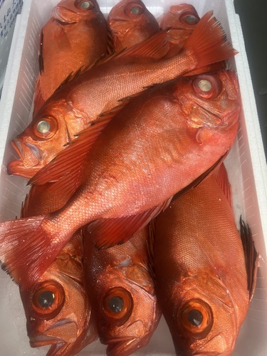 チカメキントキ8入約5.5kg(釣)