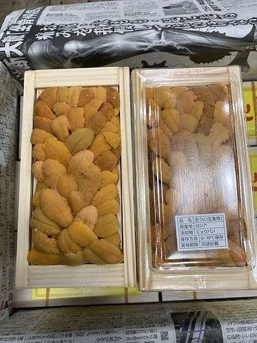 バフンウニ（板）