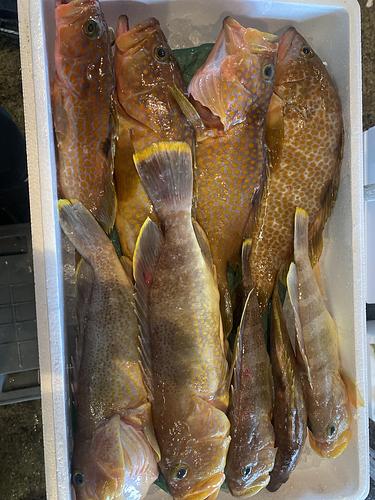鮮魚BOX9入約3.3kg(釣)