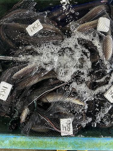 アナゴ500g上約6.5kg(沿岸)