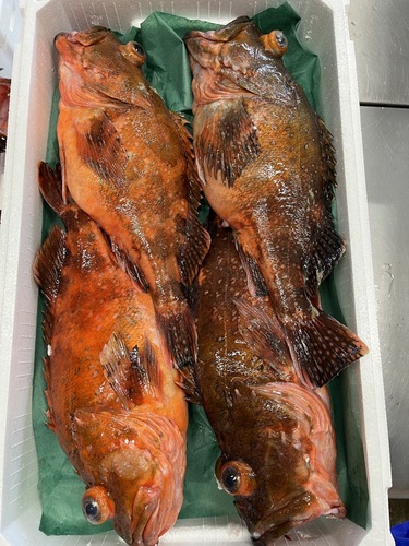 ウッカリカサゴ(釣)
