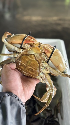 活トゲノコギリガザミ大13入約7.2kg(刺網)