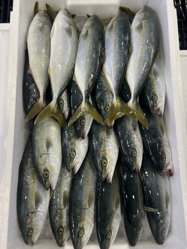 ヒデリコ22入約7kg(定置)
