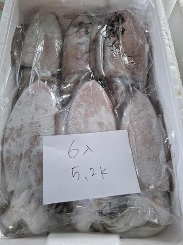 モンゴウイカ6入約5.2kg(巻網)