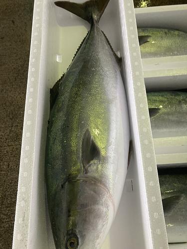 活〆ブリ脂質15-18%10-12k台1入約10.5kg(定置)