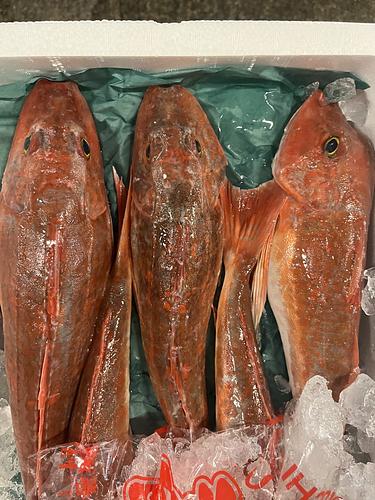 ホウボウ5入約3kg