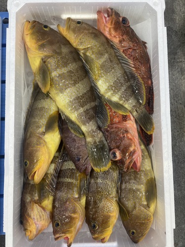 鮮魚BOX約5.5kg(釣)