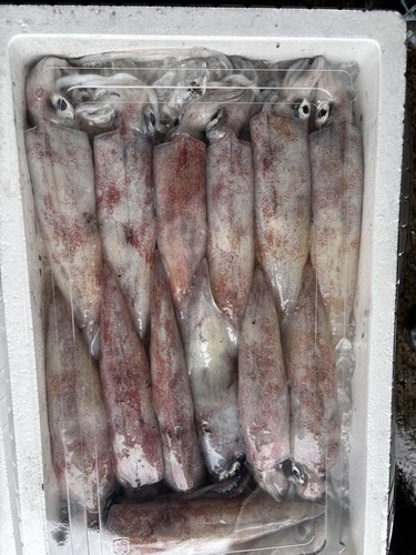 ケンサキイカ12-15入約3kg(定置)