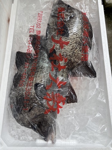 活〆ヒゲダイ2入約2.8kg(定置)