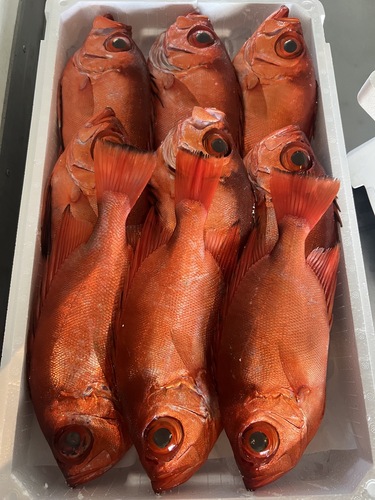 チカメキントキ9入約5.3kg(釣)