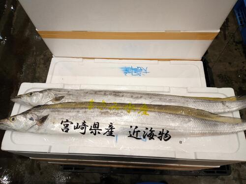 タチウオ3入約3.5kg(釣)