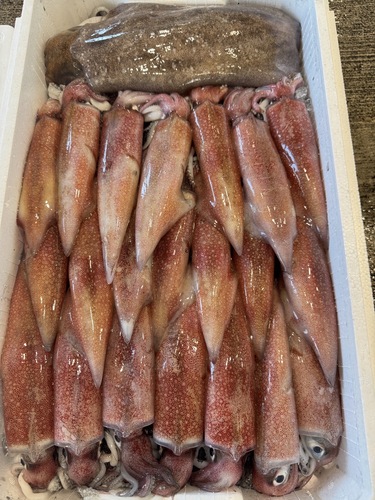 鮮魚BOX５㌔⁇約5kg(定置)