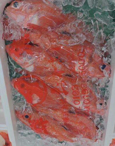 キチジ8入約3kg(沿岸)
