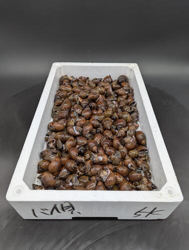 本バイバラ約5kg(沿岸)