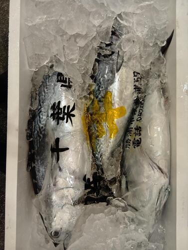 ソウダカツオ(釣)