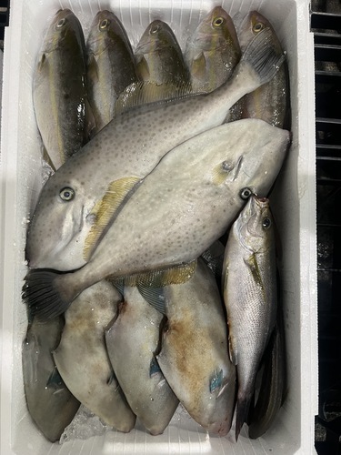 鮮魚BOX約4.9kg(定置)