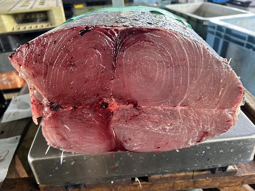 シロカジキ(定置)