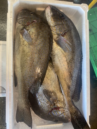 活〆コロダイ3入約6.3kg(定置)