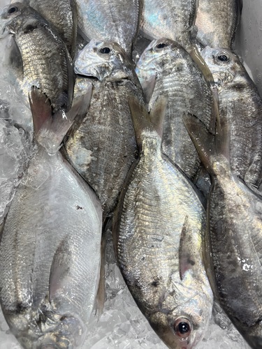 イボダイ10入約2kg