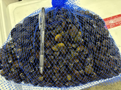 活しじみ中1入約3kg