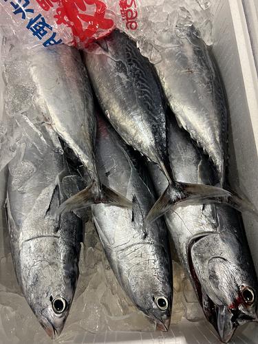ヒラソウダ6入約7.5kg(定置)