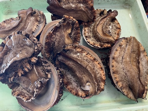 アカアワビ9入約2.3kg(沿岸)