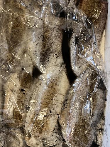 アオリイカ6入約3kg(定置)