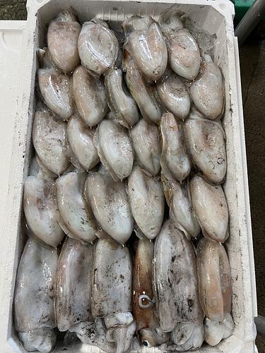 コウイカ28入約5kg(底曳)