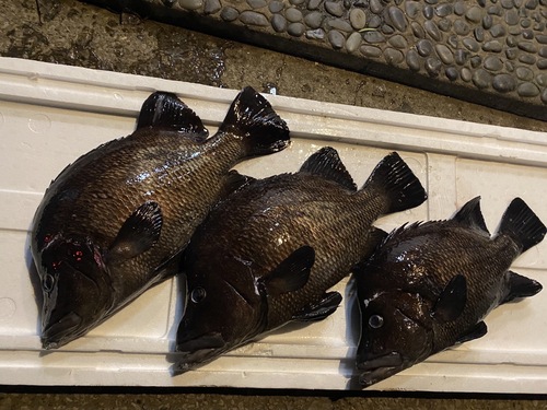 活〆ヒゲダイ3入約11.4kg(銛突)