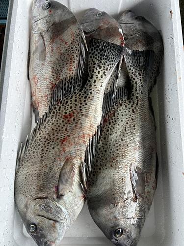 コショウダイ(定置)