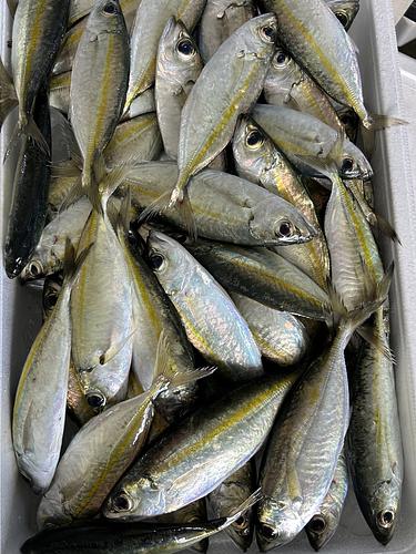 メアジ約5kg(定置)