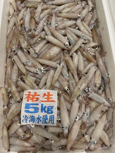 ヤリイカ約5kg(底曳)
